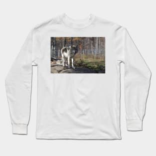 Timber wolf in the woods Long Sleeve T-Shirt